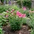 Balloon Flower Rose Seeds - Platycodon Grandiflorus