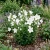 Balloon Flower White Seeds - Platycodon Grandiflorus