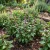 Basil Cinnamon Seeds - Ocimum Basilicum