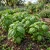 Basil Italian Large Leaf Non GMO Seeds - Ocimum Basilicum