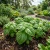 Basil Lettuce Leaf Non GMO Seeds - Ocimum Basilicum