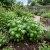 Basil Sweet Genovese Seeds - Ocimum Basilicum