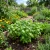 Basil Sweet Non GMO Seeds - Ocimum Basilicum