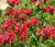 Bee Balm Panorama Mix Non GMO Seeds - Monarda Didyma 4