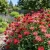 Bee Balm Panorama Mix Non GMO Seeds - Monarda Didyma
