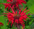 Bee Balm  Scarlet Red Shades Non GMO Seeds - Monarda Didyma 2