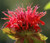 Bee Balm  Scarlet Red Shades Non GMO Seeds - Monarda Didyma 3