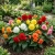 Begonia Tuberous Double Mix Seeds - Begonia Tuberosa