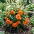 Begonia Tuberous Double Orange Seeds - Begonia Tuberosa