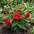 Begonia Tuberous Double Red Seeds - Begonia Tuberosa