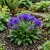 Bellflower Clustered Seeds - Campanula Glomerata Acaulis