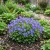 Bellflower Tussock Blue Seeds - Campanula Carpatica