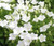 Bellflower Tussock White Seeds - Campanula Carpatica