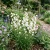 Bellflower Willow Peach-Leaved White Seeds - Campanula Persicifolia