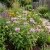 Bergamot Wild Bee Balm Non GMO Seeds - Monarda Fistulosa