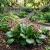 Bergenia Heartleaf Pigsqueak Seeds - Bergenia Cordifolia