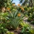 Bird of Paradise Seeds - Strelitzia Reginae