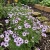 Bird's Eye Seeds - Gilia Tricolor