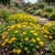 Bird's Foot Trefoil Seeds - Lotus Corniculatus