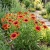 Blanket Flower Seeds - Gaillardia Aristata
