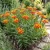 Blood Flower Scarlet Milkweed Seeds - Asclepias Curassavica