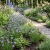 Blue Eyed Grass Seeds - Sisyrinchium Bellum p2