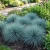 Blue Fescue Seeds - Festuca Glauca