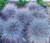 Blue Fescue Seeds - Festuca Glauca