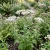 Boneset Non GMO Seeds - Eupatorium Perfoliatum