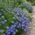 Brachycome Blue Splendor Seeds - Brachycome Iberidifolia