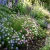 Brachycome Mix Seeds - Brachycome Iberidifolia