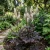 Bugbane Non GMO Seeds - Cimicifuga Ramosa Atropurpurea