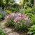 Butterfly Flower Angel Wings Seeds - Schizanthus x Wisetonensis