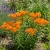 Butterfly Weed Orange Seeds - Asclepias Tuberosa