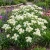 Butterfly Weed White Seeds - Asclepias Incarnata