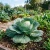 Cabbage Danish Ballhead Non GMO Seeds - Brassica Oleracea