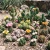 Cactus Mix Seeds - Cacti