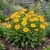 Calendula Golden Emperor Non GMO Seeds - Calendula Officinalis