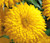 Calendula Golden Emperor Non GMO Seeds - Calendula Officinalis