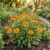 Calendula Orange King Non GMO Seeds - Calendula Officinalis