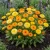 Calendula Pacific Beauty Non GMO Seeds - Calendula Officinalis