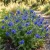 California Bluebell Seeds - Phacelia Campanularia