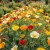 California Poppy Mixed Seeds - Eschscholzia Californica