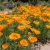 California Poppy Orange Seeds - Eschscholzia Californica