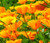 California Poppy Orange Seeds - Eschscholzia Californica