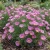 California Poppy Purple Gleam Seeds - Eschscholzia Californica
