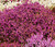 Calluna Scotch Heather Seeds - Calluna Vulgaris 2