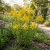 Canada Goldenrod Non GMO Seeds - Solidago Canadensis
