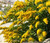 Canada Goldenrod Non GMO Seeds - Solidago Canadensis