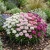 Candytuft Dwarf Non GMO Seeds - Iberis Umbellata